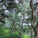 경주 남산 삼릉 소나무숲 이미지
