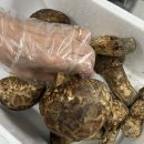 국산 송이버섯 1kg 시세 자연산 구매 후기