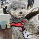 딸기애견 이미지