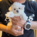 미스터독 | 순천 강아지 분양 미스터독 후기｜비숑 하루 입양 이야기 🐶