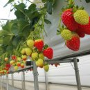 혜일농장 이미지