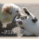 개와고양이 이미지