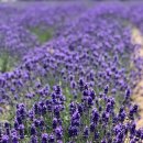 산포댁 | [일본/삿포로] 비에이 후라노 팜 도미타 버스투어, 준페이, 라멘 신겐 후기