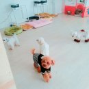 보람애견미용 이미지