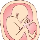 태아 기형아 검사 이미지