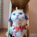 메종 드 캣 이미지