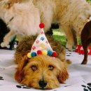 해피댕댕이 이미지