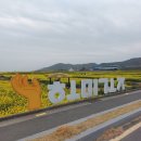 호미곶관광단지 | [포항 꽃놀이] 2026 포항 호미곶 유채꽃밭 평일 나들이, 개화 상황 솔직후기