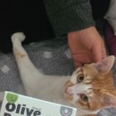 <b>펫</b>레터 <b>올리브</b> 버터 솝 강아지 고양이 목욕 비누 점증제를 넣지 않아 편한 샤워 비누 천연비누