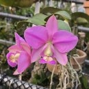 Cattleya nobilior 'Joan Nancy ' HCC/JOS 이미지