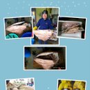 안좌수산 Daum카페