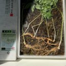 안심다온약국 이미지