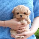 인천 강아지분양 고양이분양 미유펫 이미지