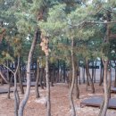 영덕고래불국민야영장 티스토리