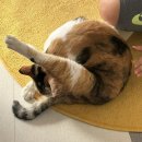 뱅갈냥이 | 대구 북구 칠곡 고양이 카페, 뱅갈냥이 :: 이색 실내 데이트로 추천하는 뱅갈 고양이 천국