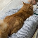 하나비돈부리 | 2025.02.01~12 | 웨딩드레스 피팅 이모저모