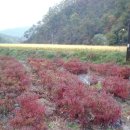 금암농장 이미지