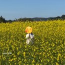 도원리 공중화장실(도로변) | 제주도 겨울여행 성산 유채꽃 일출봉유채밭 내돈내산 후기