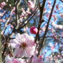 ●3/30 (목) ●의성 산수유축제 (4050 부산 창원 마산 진해 김해 초보산악회) 이미지