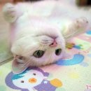 콩볶는야옹이 이미지