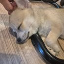 로하스파 | [다낭] 네일&amp;마사지 솔직후기 수지네일/로하스파/하트스파/콩스파 내돈내산