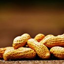 땅콩이네 이미지