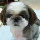 분당-265 이미지