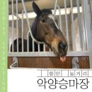 악양 승마장 | 경남 함안 가볼 만한 곳 악양 승마장 내돈내산