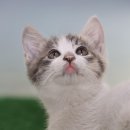 사랑실천동물병원 이미지