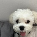 다봄 동물병원 이미지