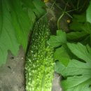 Bitter melon(여주)의 임상학적 연구보고 (4) 이미지
