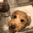 도그비잉펫케어 이미지