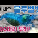 얘 블루 벨벳 새우라는 이름의 관상용 새우래 넘 예쁘지 이미지