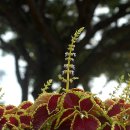 콜레우스( Coleus boumei Benth.&#39;Fringed&#39;) 이미지