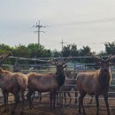 전원사슴농장 이미지