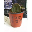 뿌리근
