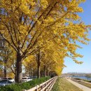 은행나무길 이미지