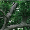 퐁낭그늘 이미지