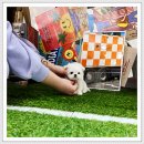 블리독인천부평점강아지분양 말티푸 미니비숑프리제 포메입양 | 인천강아지분양, 믿을 수 있었던 블리독 인천부평점에서의 따뜻한 첫 만남:)