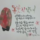 돌꽃