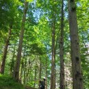 기지시 메타세콰이아 이미지