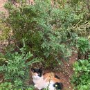 송원족발 이미지