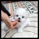 유앤미펫 강아지분양 고양이분양 시흥점 이미지