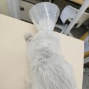 무마취 고양이 미용실 반할고양 이미지