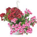 산골흙집민박 이미지