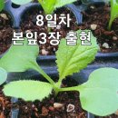 식물용 등으로 방안에서 배추모종키우기 8일차 이미지