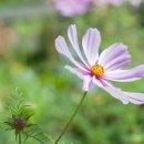 (주)코스모스 이미지