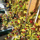 역곡시골밥상 | 부천역곡시골밥상 곤드레밥통영굴밥&amp;생선밥상