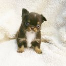 살랑살랑 이미지