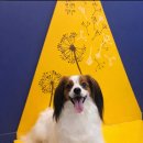 올리스(위례) | 위례애견미용 올리스 │ 아이 성향을 먼저 생각하는 애견샵